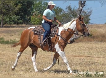 Paint Horse, Caballo castrado, 14 años, Alazán rojizo