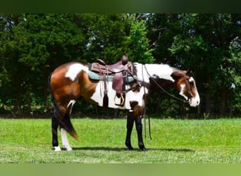 Paint Horse, Caballo castrado, 14 años, Overo-todas las-capas