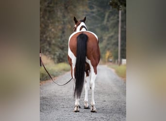 Paint Horse Mestizo, Caballo castrado, 14 años