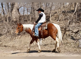 Paint Horse, Caballo castrado, 14 años