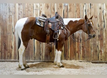 Paint Horse, Caballo castrado, 14 años