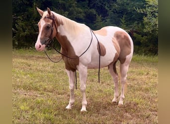 Paint Horse, Caballo castrado, 15 años, 150 cm, Palomino