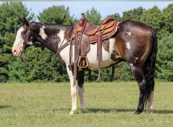 Paint Horse Mestizo, Caballo castrado, 15 años, 152 cm