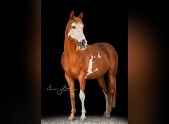 Paint Horse Mestizo, Caballo castrado, 15 años, 152 cm