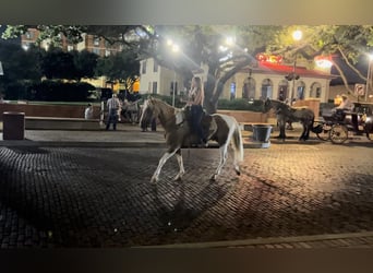 Paint Horse, Caballo castrado, 15 años, 155 cm, Palomino