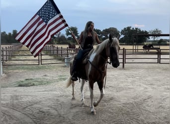 Paint Horse, Caballo castrado, 15 años, 155 cm, Palomino