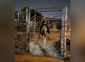 Paint Horse, Caballo castrado, 15 años, 155 cm, Palomino