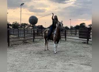 Paint Horse, Caballo castrado, 15 años, 155 cm, Palomino