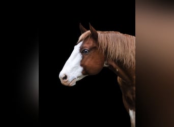 Paint Horse, Caballo castrado, 15 años, 158 cm, Tobiano-todas las-capas