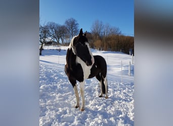 Paint Horse, Caballo castrado, 15 años, 159 cm, Pío