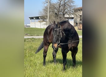 Paint Horse, Caballo castrado, 15 años, 160 cm, Castaño oscuro