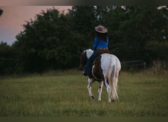 Paint Horse, Caballo castrado, 15 años, 160 cm, Pío