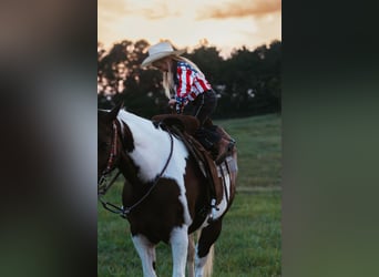 Paint Horse, Caballo castrado, 15 años, 160 cm, Pío