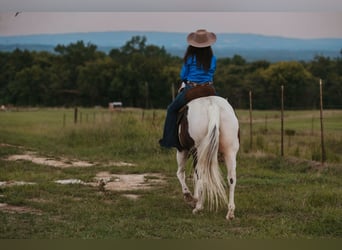 Paint Horse, Caballo castrado, 15 años, 160 cm, Pío