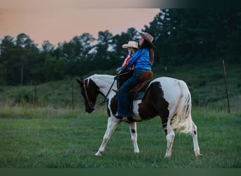 Paint Horse, Caballo castrado, 15 años, 160 cm, Pío