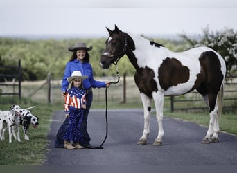 Paint Horse, Caballo castrado, 15 años, 160 cm, Pío