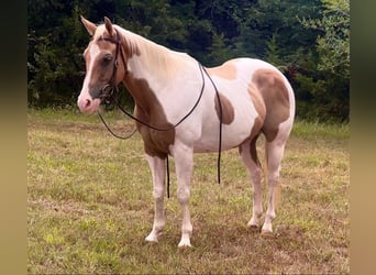 Paint Horse, Caballo castrado, 16 años, 150 cm, Palomino