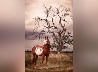 Paint Horse Mestizo, Caballo castrado, 16 años, 158 cm, Overo-todas las-capas