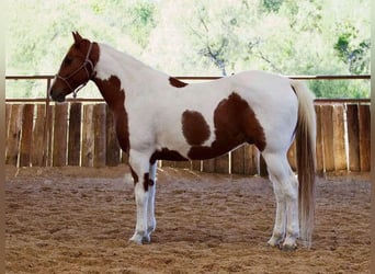 Paint Horse, Caballo castrado, 16 años