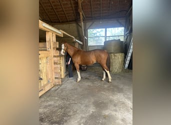 Paint Horse, Caballo castrado, 17 años, 150 cm, Alazán