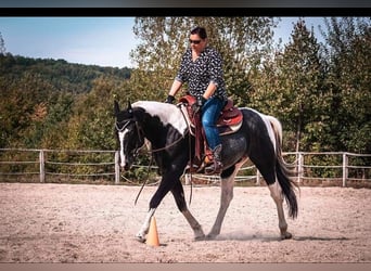 Paint Horse, Caballo castrado, 17 años, 150 cm, Tobiano-todas las-capas