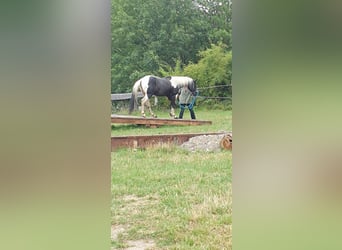 Paint Horse, Caballo castrado, 17 años, 150 cm, Tobiano-todas las-capas