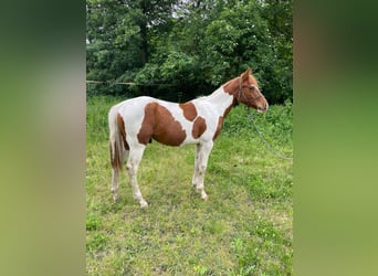 Paint Horse, Caballo castrado, 1 año, 138 cm, Tobiano-todas las-capas