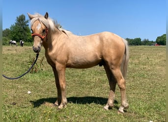 Paint Horse Mestizo, Caballo castrado, 1 año, 143 cm