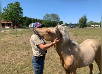 Paint Horse Mestizo, Caballo castrado, 1 año, 143 cm