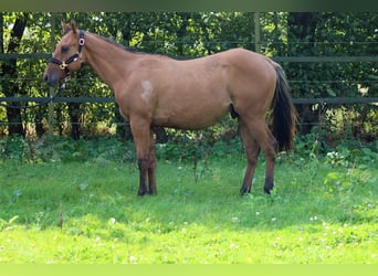 Paint Horse, Caballo castrado, 1 año, 150 cm, Castaño