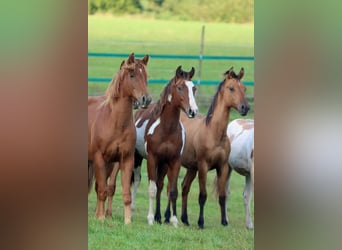 Paint Horse, Caballo castrado, 1 año, 150 cm, Castaño