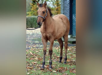 Paint Horse, Caballo castrado, 1 año, 150 cm, Castaño