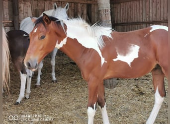 Paint Horse, Caballo castrado, 1 año, 150 cm, Pío