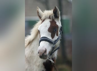 Paint Horse, Caballo castrado, 1 año, 150 cm, Tovero-todas las-capas