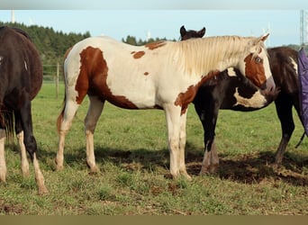 Paint Horse, Caballo castrado, 1 año, 150 cm, Tovero-todas las-capas