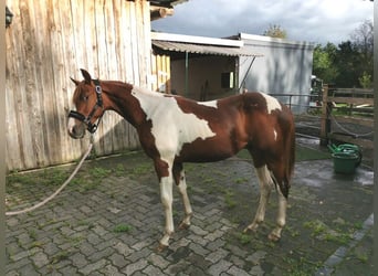Paint Horse, Caballo castrado, 1 año, 151 cm, Alazán