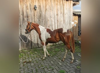Paint Horse, Caballo castrado, 1 año, 151 cm, Alazán