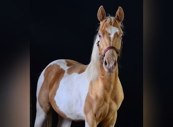 Paint Horse, Caballo castrado, 1 año, 155 cm, Tobiano-todas las-capas
