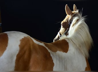 Paint Horse, Caballo castrado, 1 año, 155 cm, Tobiano-todas las-capas