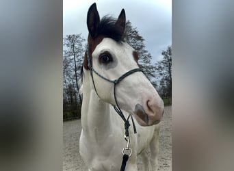 Paint Horse, Caballo castrado, 1 año, 158 cm, Overo-todas las-capas