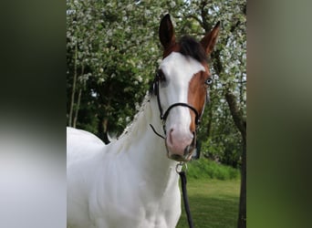 Paint Horse, Caballo castrado, 1 año, 158 cm, Overo-todas las-capas