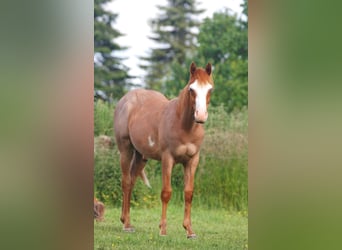 Paint Horse, Caballo castrado, 1 año, Ruano alazán