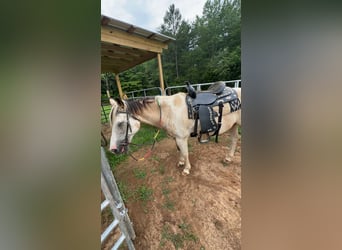 Paint Horse, Caballo castrado, 23 años, White/Blanco