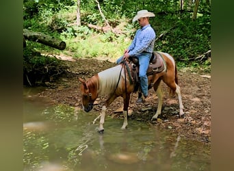 Paint Horse, Caballo castrado, 2 años, 142 cm, Pío
