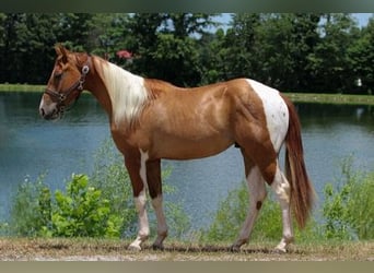 Paint Horse, Caballo castrado, 2 años, 142 cm, Pío