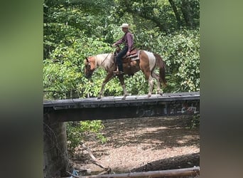 Paint Horse, Caballo castrado, 2 años, 142 cm, Pío