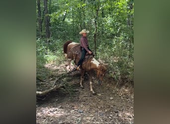 Paint Horse, Caballo castrado, 2 años, 142 cm, Pío