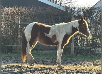 Paint Horse, Caballo castrado, 2 años, 144 cm, Pío