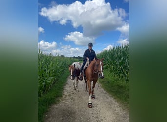 Paint Horse, Caballo castrado, 2 años, 144 cm, Pío