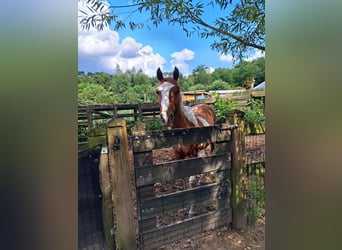 Paint Horse, Caballo castrado, 2 años, 150 cm, Overo-todas las-capas